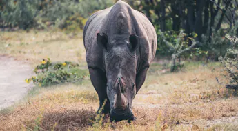 Nashorn im Etosha Nationalpark
