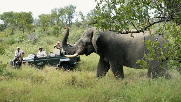 En safari avec un petit groupe de voyageurs en Afrique du Sud : un voyage idéal à vivre en automne