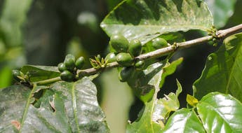 Graines de café en Guadeloupe