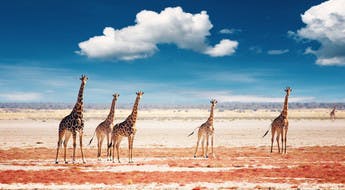Troupeau de girafes dans le parc d'Etosha en Namibie