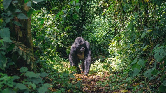 Gorille dans le parc de Bwindi en Ouganda