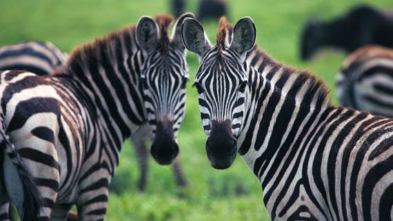 Deux zèbres dans le parc du Serengeti