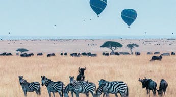 Montgolfières survolant buffles et zèbres dans le parc de Masaï Mara au Kenya