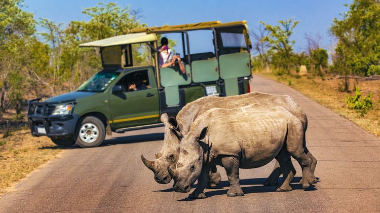 Couple de rhinocéros blancs dans le parc Kruger en Afrique du Sud