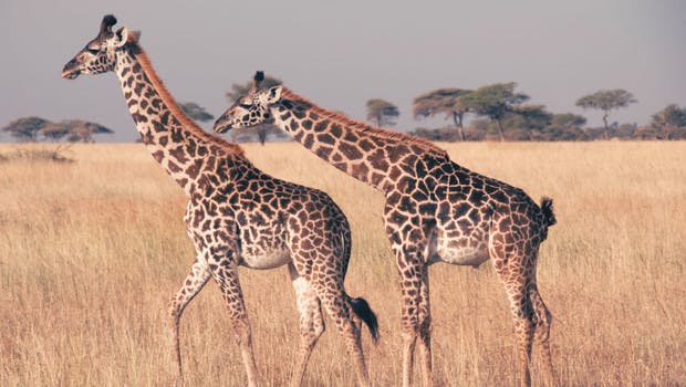 Girafe safari Tanzanie