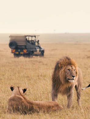 Couple de lions dans la savane avec un 4x4 au second plan