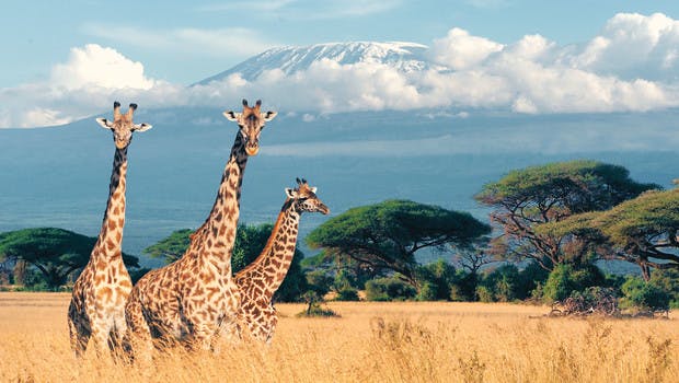 girafes au Kenya