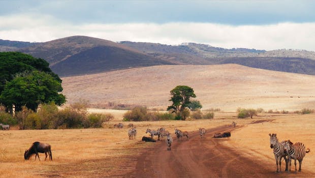 Zèbres et buffle dans les plaines du Serengeti en Tanzanie