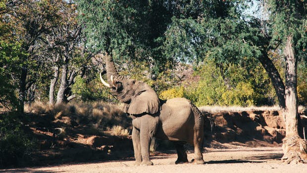 Éléphant du désert en Namibie