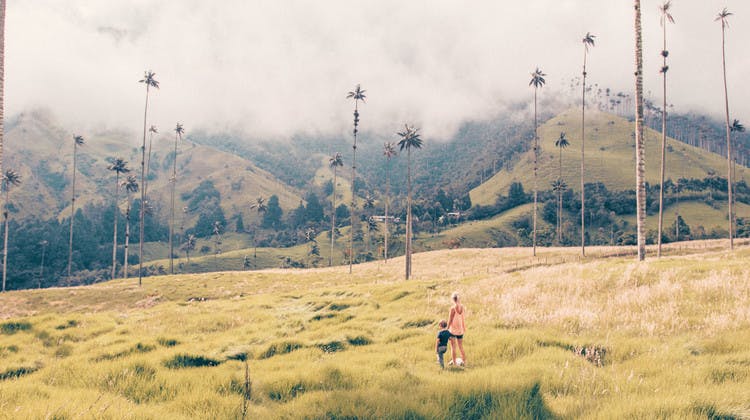 Palmeras de cera en el Valle de Cocora en Colombia