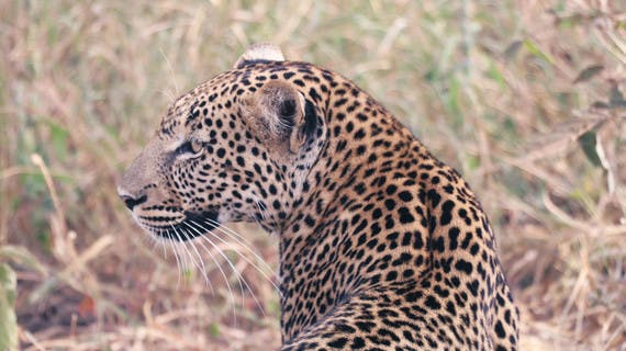 Léopard en Tanzanie