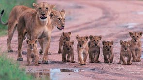 Famille de lions dans le Masai Mara au Kenya.