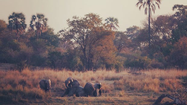 Eléphants Zambèze