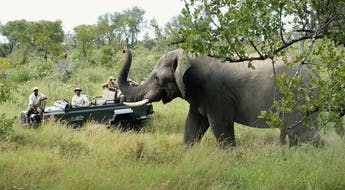En safari avec un petit groupe de voyageurs en Afrique du Sud : un voyage idéal à vivre en automne