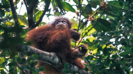 Orangután en Indonesia