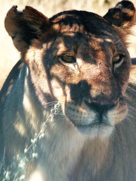 Portrait de lionne
