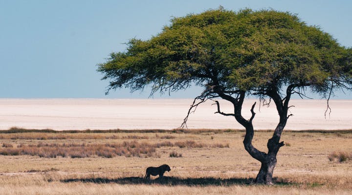 Un lion sous un arbre dans le parc d'Etosha en Namibie