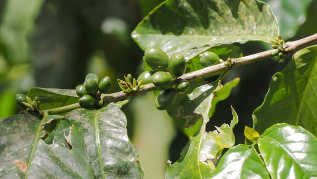 Graines de café en Guadeloupe