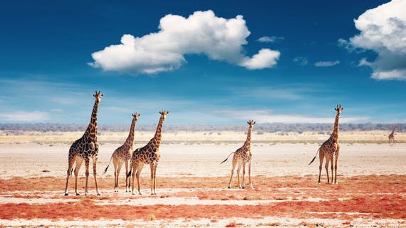 Troupeau de girafes dans le parc d'Etosha en Namibie