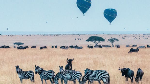 Montgolfières survolant buffles et zèbres dans le parc de Masaï Mara au Kenya