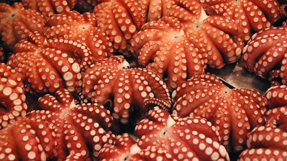 Etal de pieuvres au marché Toyosu à Tokyo
