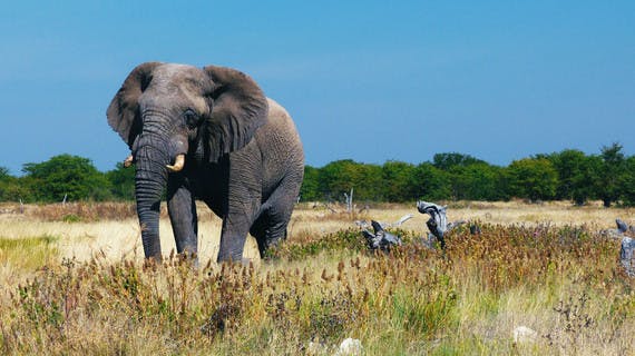 Éléphant en Namibie