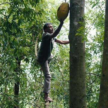Un homme décrochant un fruit du jaquier dans une forêt au Sri Lanka
