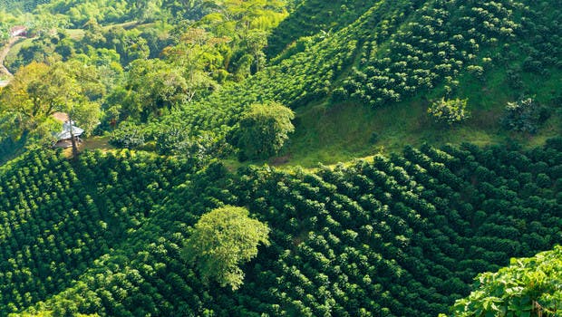 Région du café en Colombie à Manizales
