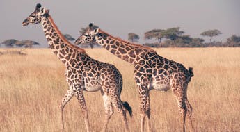 Girafe safari Tanzanie