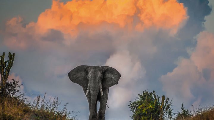 Eléphant en Ouganda