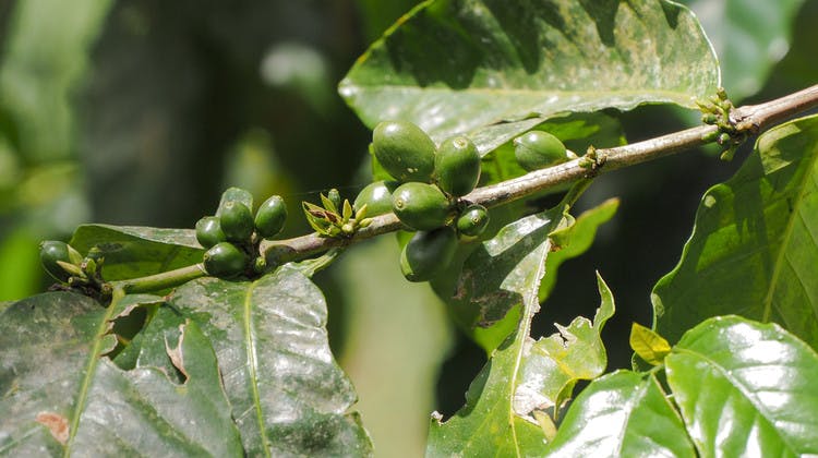 Graines de café en Guadeloupe