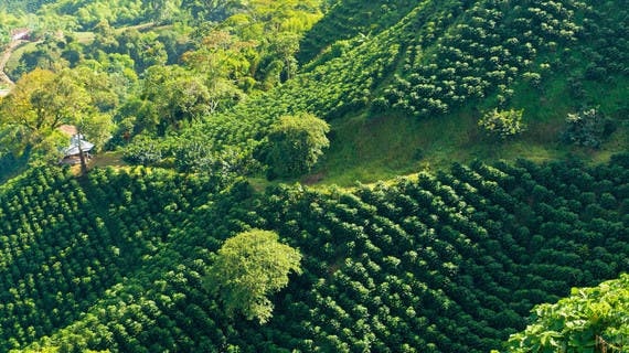 Région du café en Colombie à Manizales