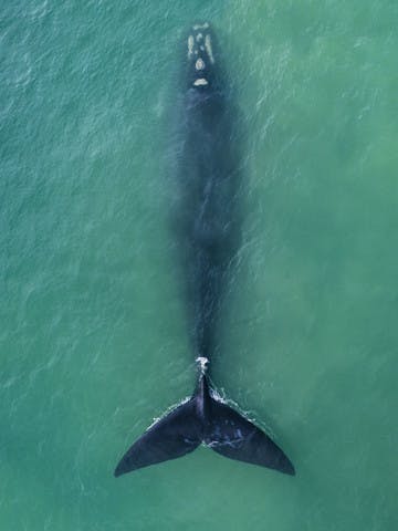 Observation des baleines à Hermanus, Afrique du sud