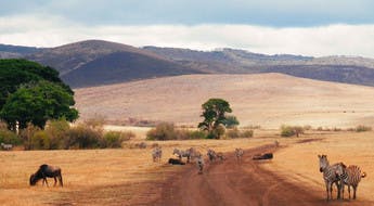 Zèbres et buffle dans les plaines du Serengeti en Tanzanie