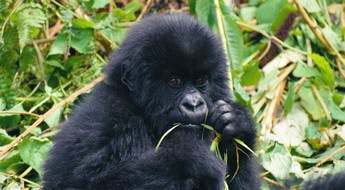 Jeune gorille dans le parc des Volcans au Rwanda