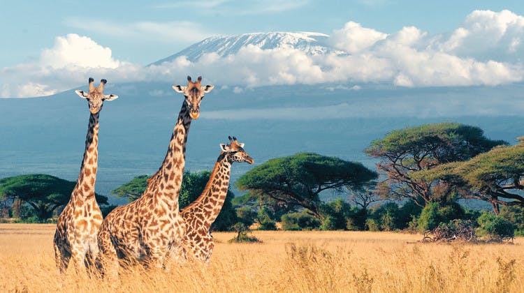 girafes au Kenya