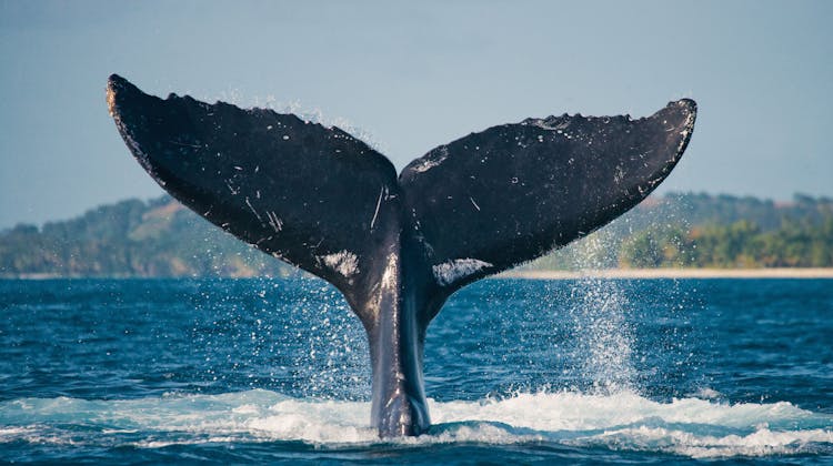 Baleine à bosses à Sainte-Marie à Madagascar