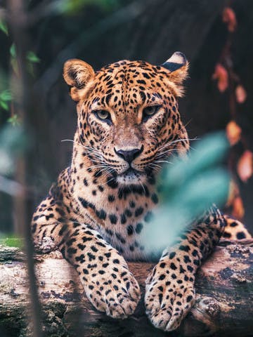 Léopard dans le parc national de Yala
