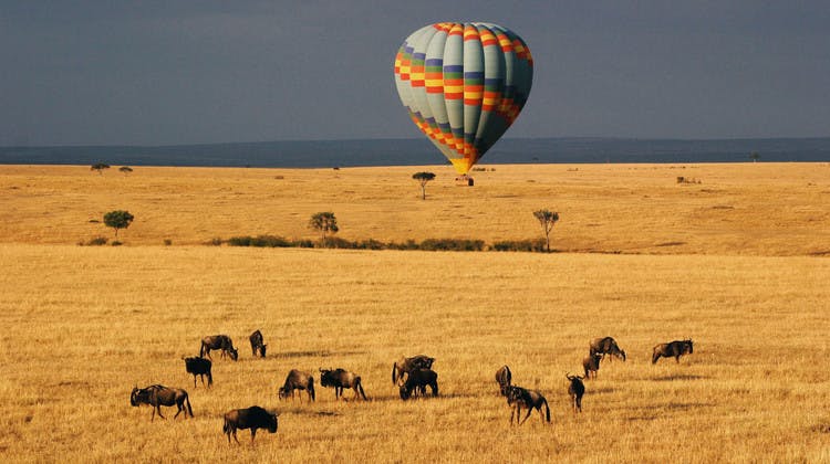 Montgolfière posée sur la savane dans le parc du Serengeti
