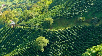 Région du café en Colombie à Manizales
