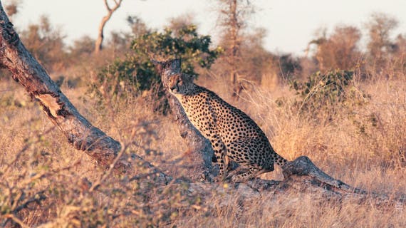 Guépard dans le parc Kruger en Afrique du Sud