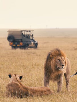 Couple de lions dans la savane avec un 4x4 au second plan