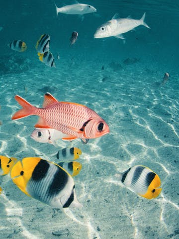 Poissons colorés dans une eau transparente