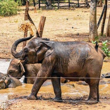 Elephant Orphanage Visit