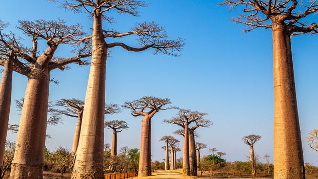 Baobabs de Madagascar