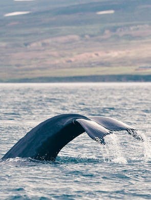 Une baleine fait une furtive apparition dans les eaux québécoises.