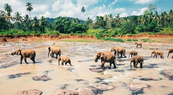 Polonnaruwa,santuario degli elefanti in Sri Lanka