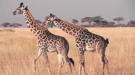 Girafe safari Tanzanie