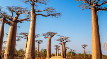 Baobabs de Madagascar