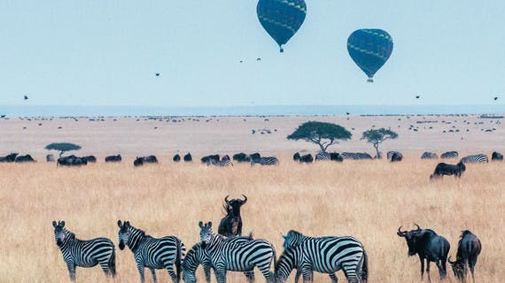 Montgolfières survolant buffles et zèbres dans le parc de Masaï Mara au Kenya
